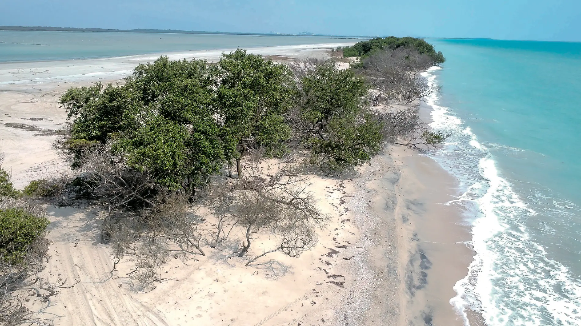 Se ha observado una afectación en el manglar ubicado en el cordón litoral de Altamira 